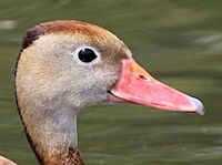 Black-Bellied Whistling Duck (Head, Bill & Eyes) - pic by Nigel Key
